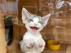 -猫十亿·布偶金渐层·曼基康矮脚猫舍(青年路店)