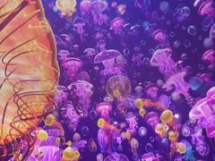 -海合安武汉极地海洋公园