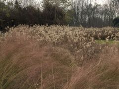 -桤木河湿地公园