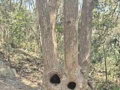 -上海佘山国家森林公园天马山园