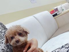 -美联众合动物医院·24h转诊中心