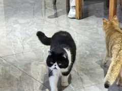 -猫小院猫主题餐厅(南锣旗舰店)