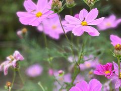 -花开海上生态园