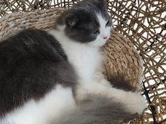 -飞行喵MR PILOT|猫舍·猫咖(静安大融城店)
