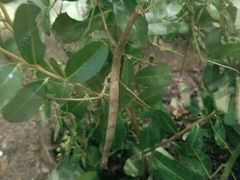 -上海昆虫博物馆