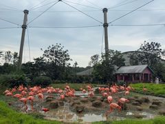 -新加坡飞禽公园