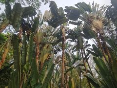 -中国科学院西双版纳热带植物园