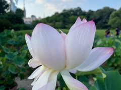 -莲花池公园