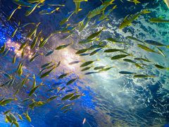 -海合安成都极地海洋公园