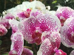 android_upload_pic-沈阳植物园