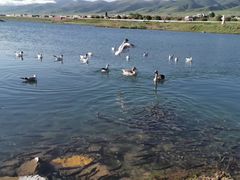 -青海湖国家重点风景名胜区