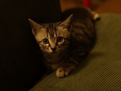 -安安宠医宠物医院·异宠·犬猫内科(岳阳分院)