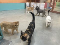 -Honey Bacca 哈尼芭卡高端萌宠(朝阳大悦城店)