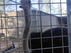 -意大利农场度假村