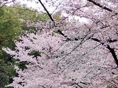 -武汉大学-樱园
