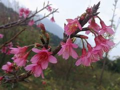 -田野绿世界