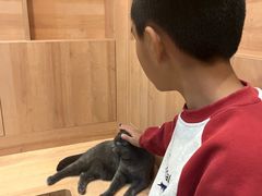 -是阿柴呀！柴犬咖啡·爱喵喵猫咖