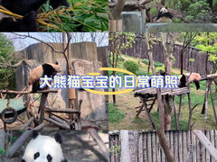 -成都大熊猫繁育研究基地