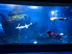 -多彩贵州城极地海洋世界