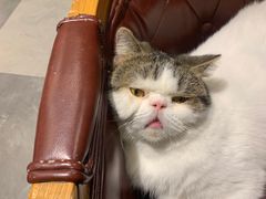 -猫小院猫主题餐厅(三里屯店)