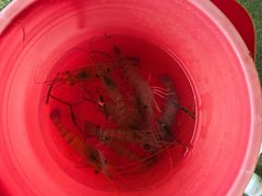 -会江钓鱼钓虾烧烤场