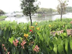 -映月湖公园