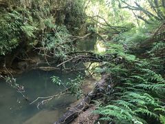 -怀托摩萤火虫洞