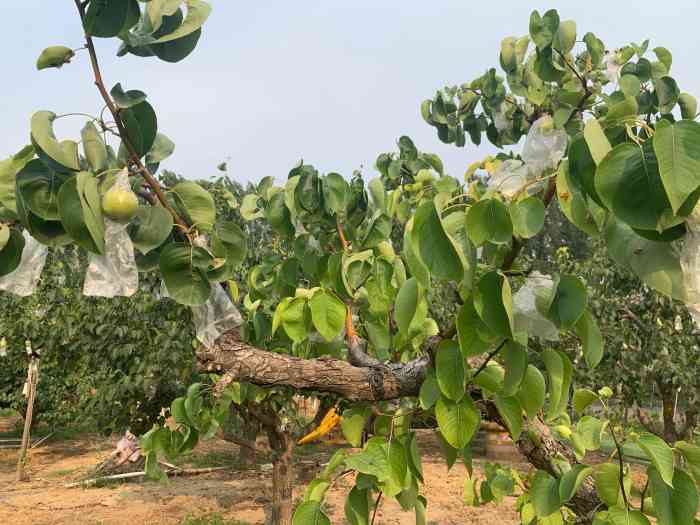 咱家农场-"和老板已经很熟了.前段时间咨询了一下可否.
