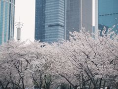 -西北湖绿化广场