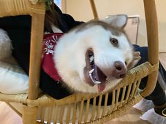 -Husky Go! 哈士奇体验馆·宠物咖啡厅狗咖