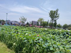 -荷兰花海