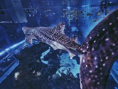 -成都浩海立方海洋公园