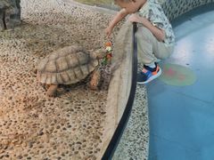 -上海大自然野生昆虫馆(东方明珠·爬宠昆虫探索中心)