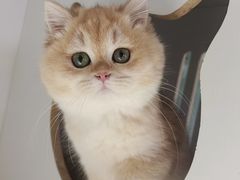 -东方名猫馆·英短金渐层布偶猫舍(环线广场1号楼店)