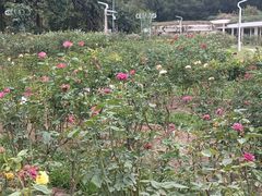 -人民公园(罗湖区)