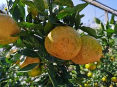 -前小桔亲子创意农场·草莓采摘·露营烧烤