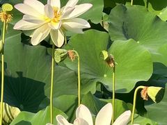 -莲花池公园