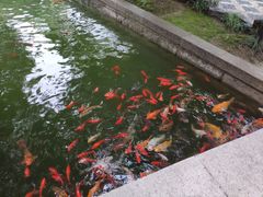 -苏州吴宫泛太平洋酒店