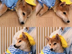 小丸子-南京Hallo宠物乐园·哈罗犬舍·柴犬繁育基地