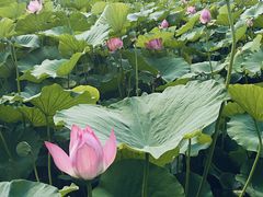 -莲花池公园