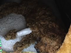-创凡宠物医院·骨专科  猫科中心(西乡分院)