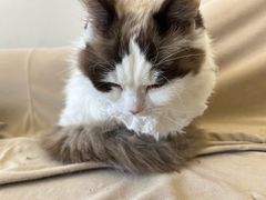 -怪兽屋·羊驼·猫咖·狗咖(俊华广场店)