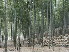 -宁波浙东大竹海景区