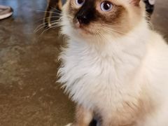 -喵屿·大理花园猫咖