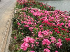-大塘金香草谷