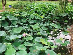-荷花公园
