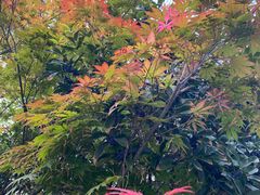 -小方的面(徐家汇店)