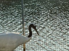 -盐城丹顶鹤湿地生态旅游区
