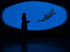 -海合安成都极地海洋公园