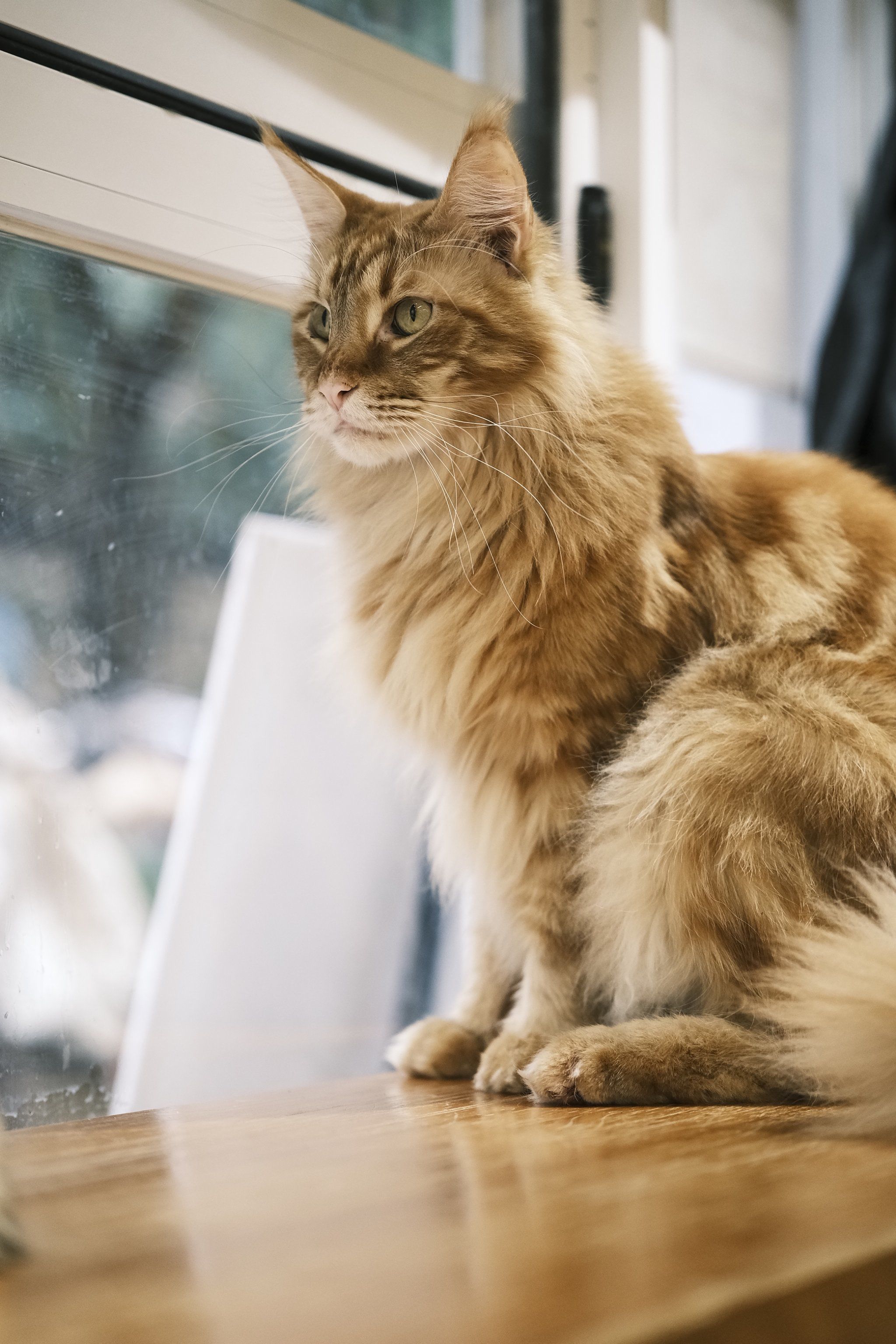 猫咖的打工猫都这么有个性的吗?